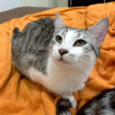 Sauble, ADOPTABLE, Young Male Domestic Short Hair.