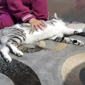 Enlarge Sauble, a ADOPTABLE Domestic Short Hair in Mississauga, ON image 2/3