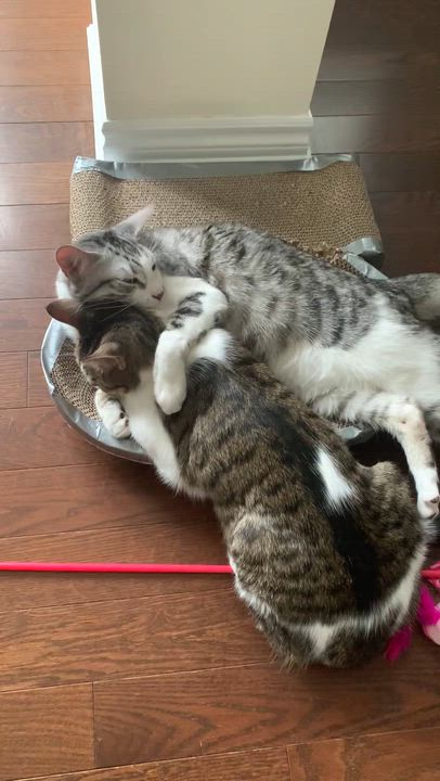 Enlarge Sauble, a ADOPTABLE Domestic Short Hair in Mississauga, ON video 3/3
