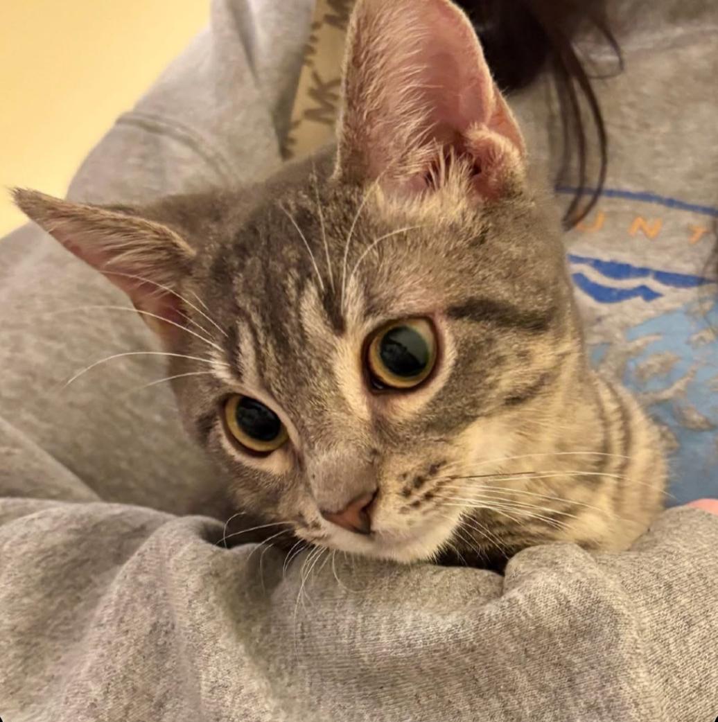 Fin, a ADOPTABLE Domestic Short Hair in Statesboro, GA image 3/4