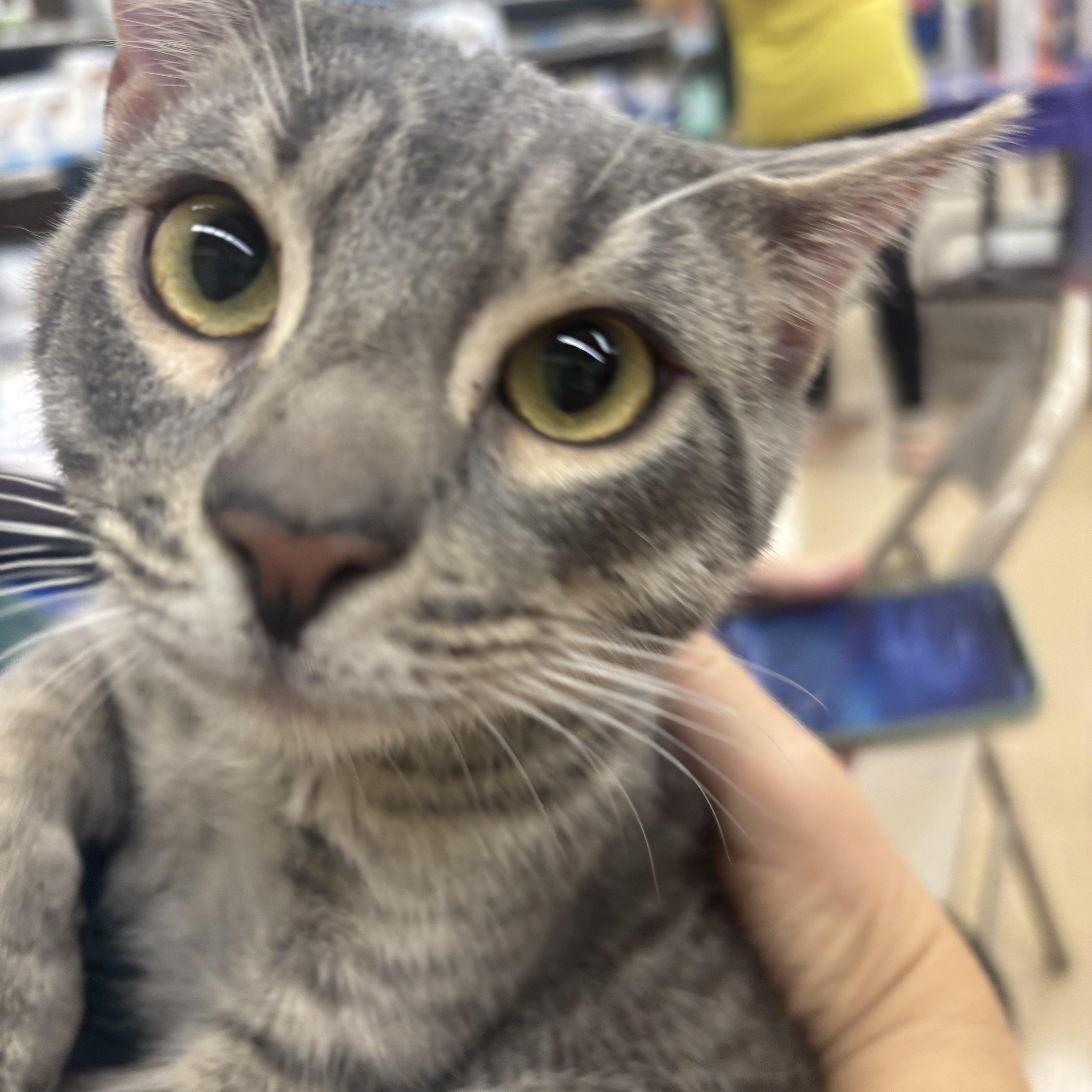 Fin, a ADOPTABLE Domestic Short Hair in Statesboro, GA image 4/4