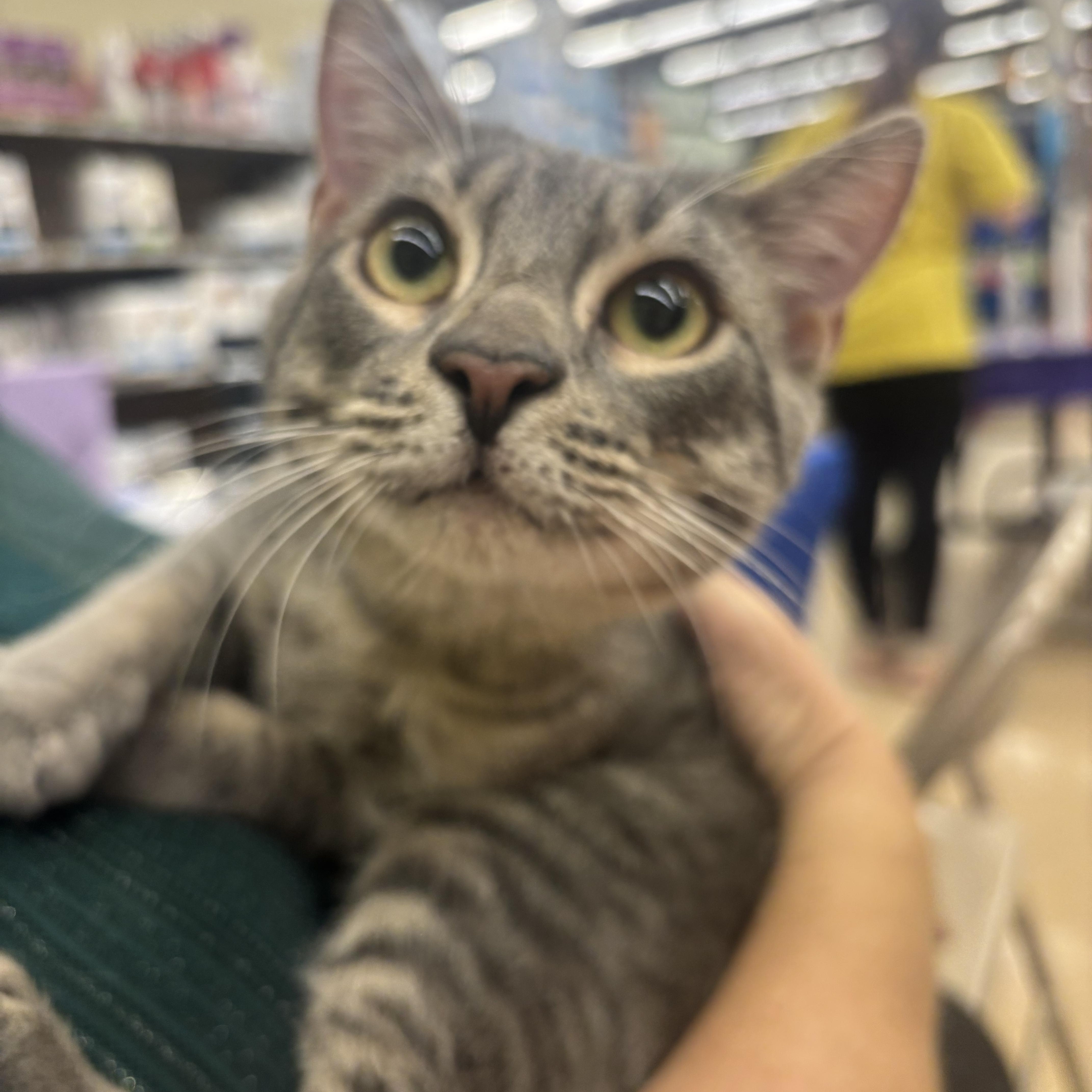 Fin, ADOPTABLE, Young Male Domestic Short Hair.