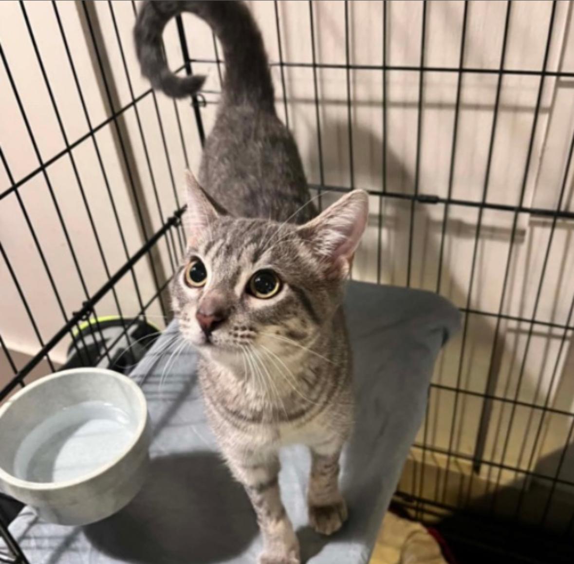 Fin, a ADOPTABLE Domestic Short Hair in Statesboro, GA image 2/4