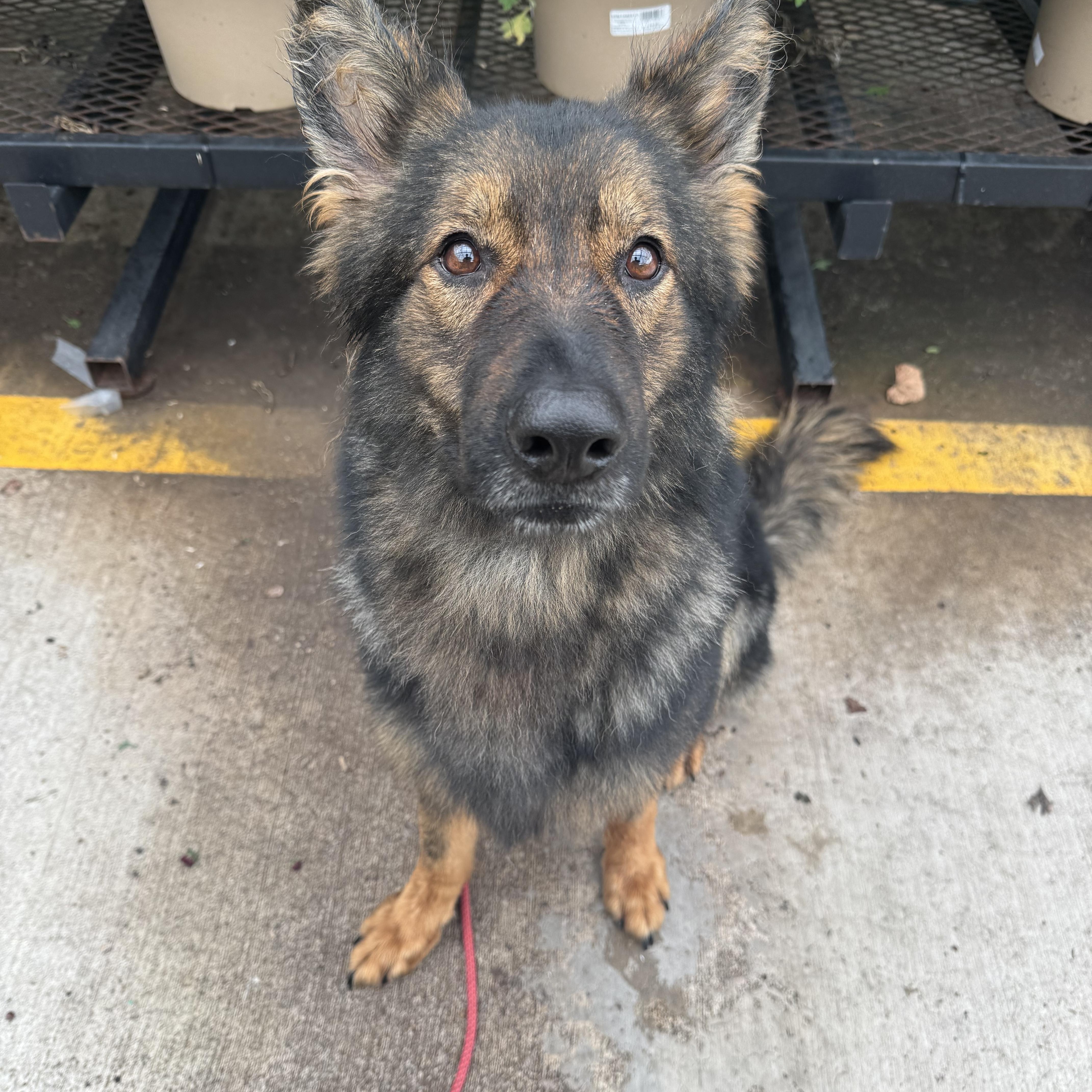 Enlarge Amelia, a Adopted German Shepherd Dog in Jacksonville, NC image 3/6