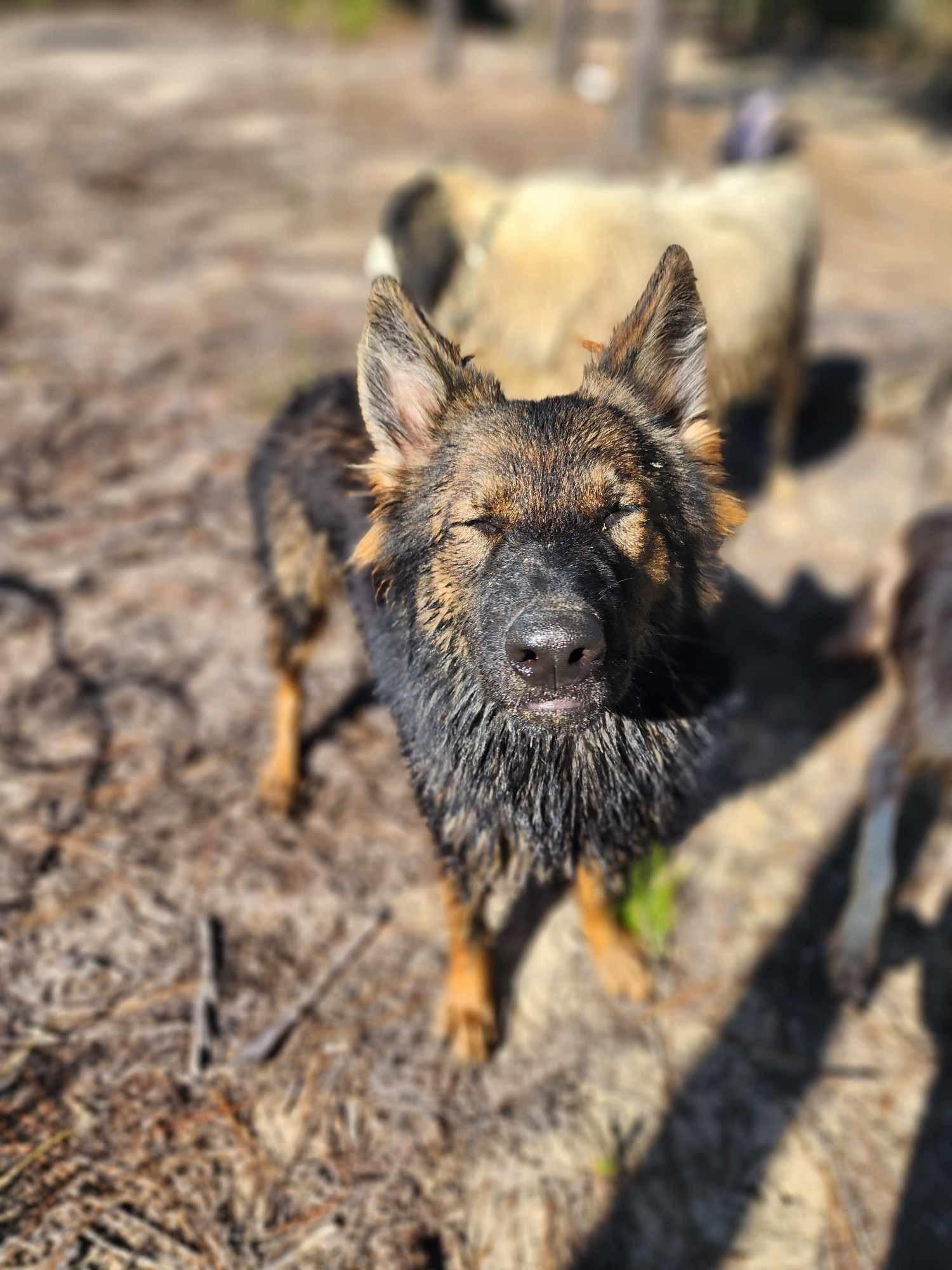 Enlarge Amelia, a Adopted German Shepherd Dog in Jacksonville, NC image 4/6