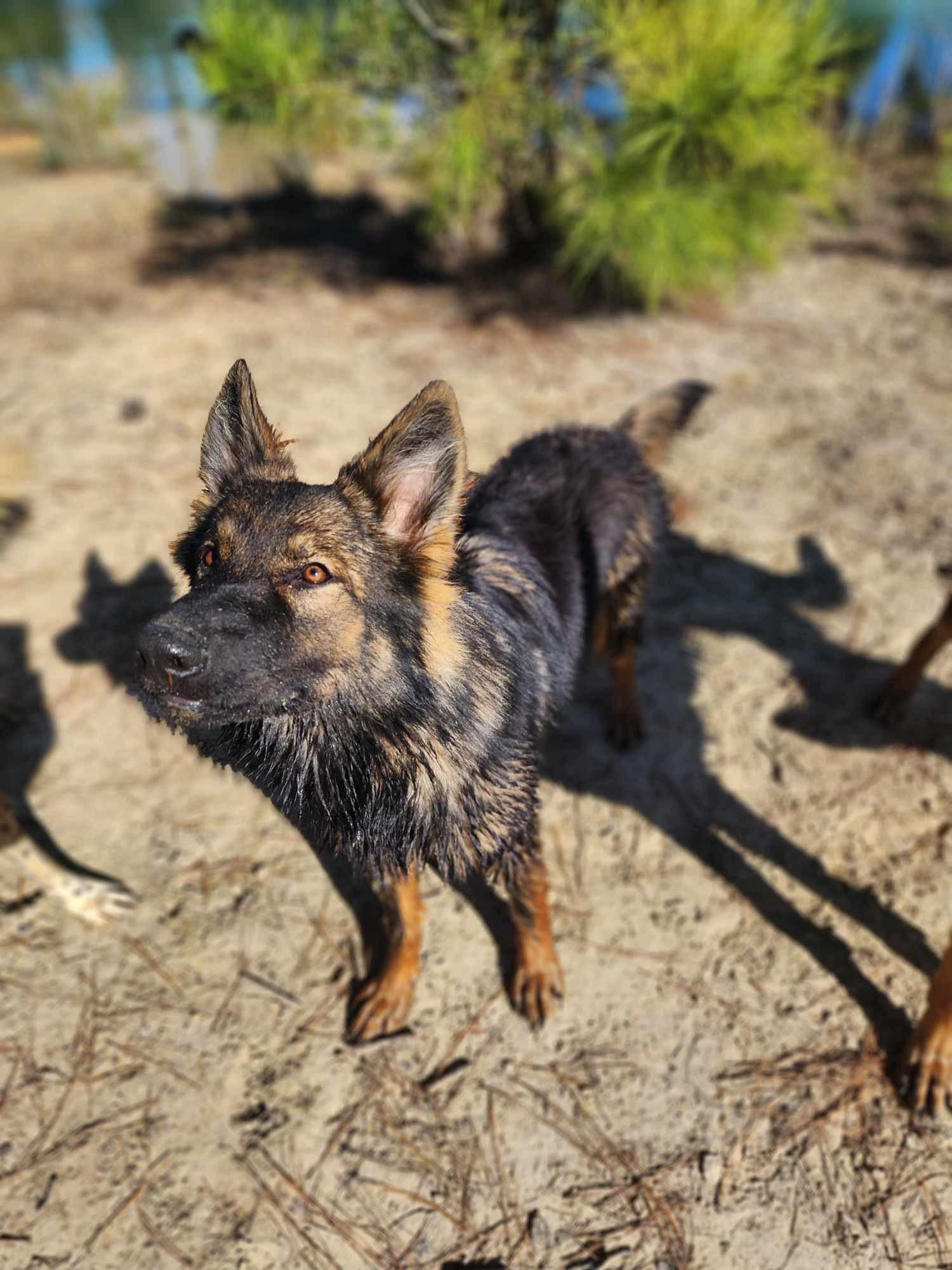 Enlarge Amelia, a Adopted German Shepherd Dog in Jacksonville, NC image 2/6