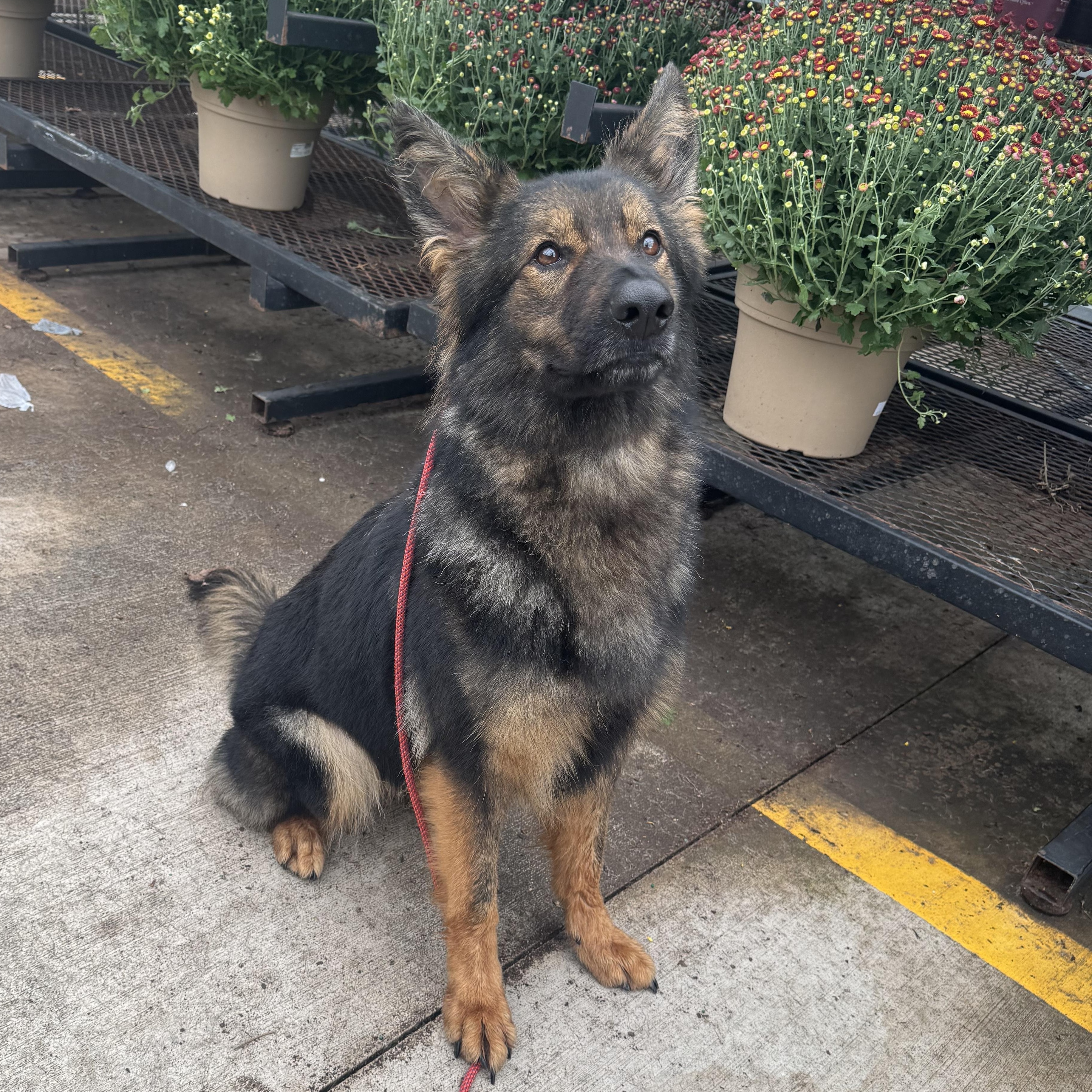 Amelia, Adopted, Young Female German Shepherd Dog.