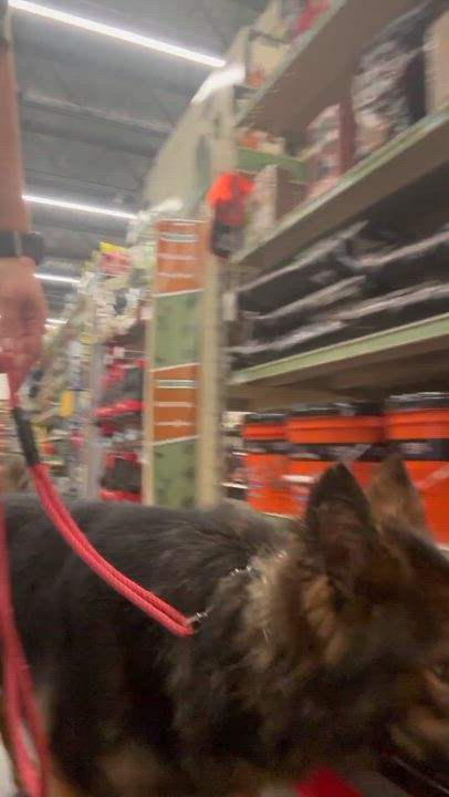 Enlarge Amelia, a Adopted German Shepherd Dog in Jacksonville, NC video 5/6