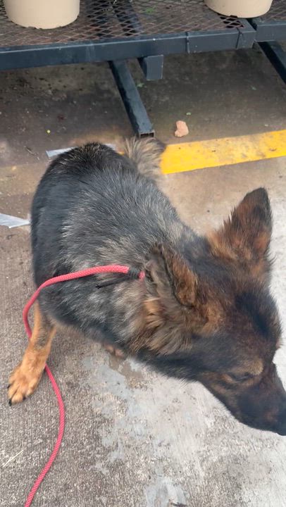 Enlarge Amelia, a Adopted German Shepherd Dog in Jacksonville, NC video 6/6