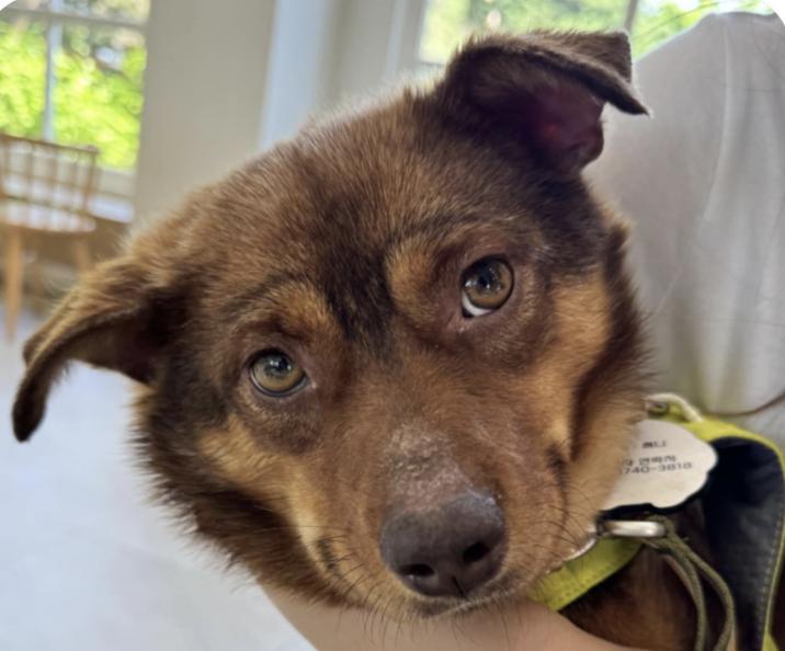 Sunny, Adult Male Jindo