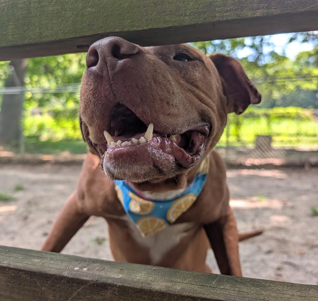Enlarge Redford, a Adopted mixed breed in Heathsville, VA image 5/5