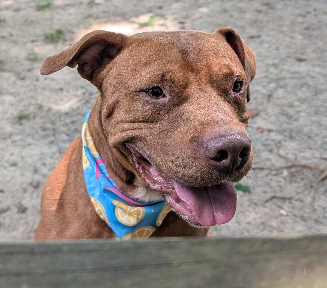 Enlarge Redford, a Adopted mixed breed in Heathsville, VA image 3/5
