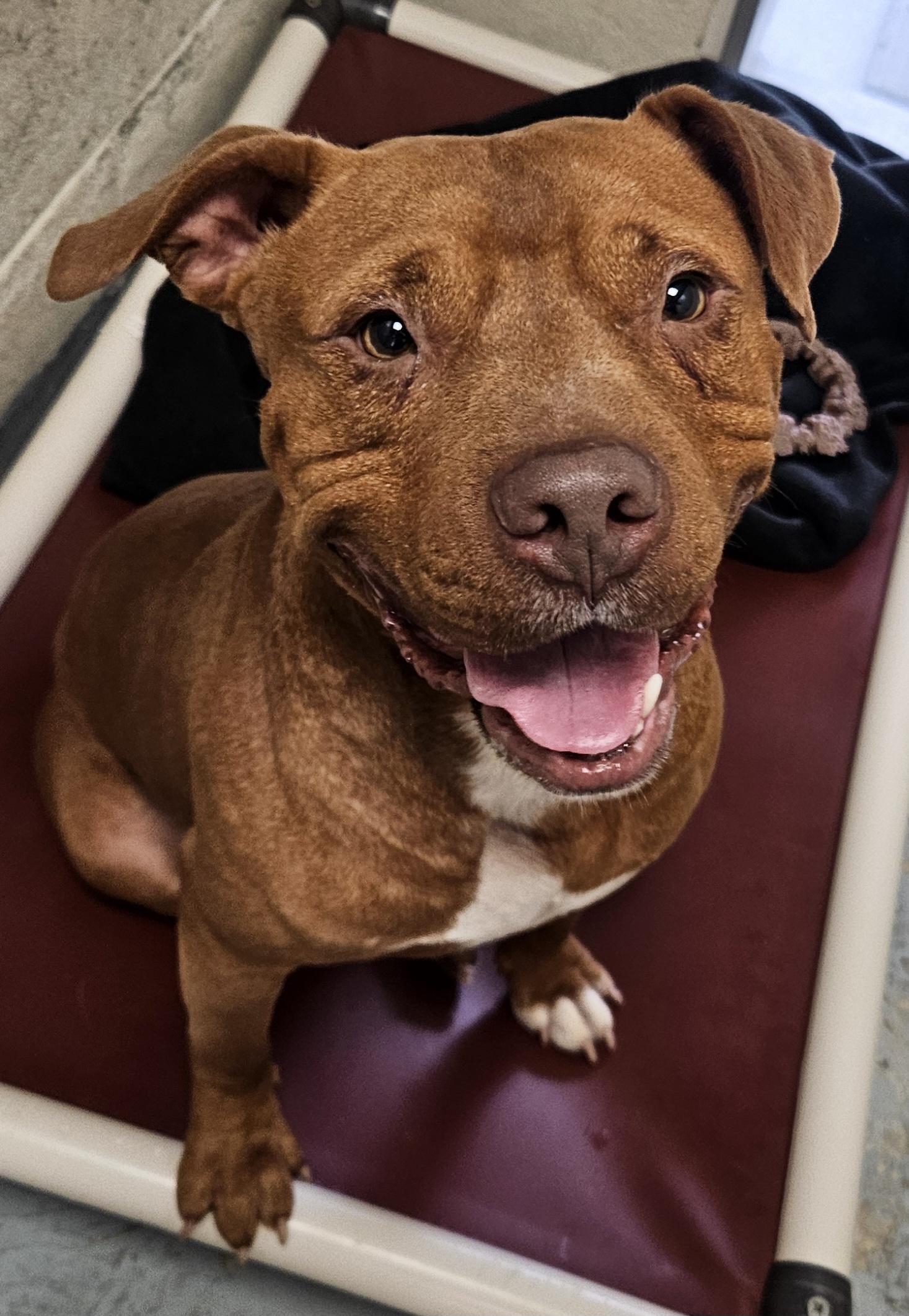 Redford, Adopted, Adult Male Pit Bull Terrier & Mixed Breed.