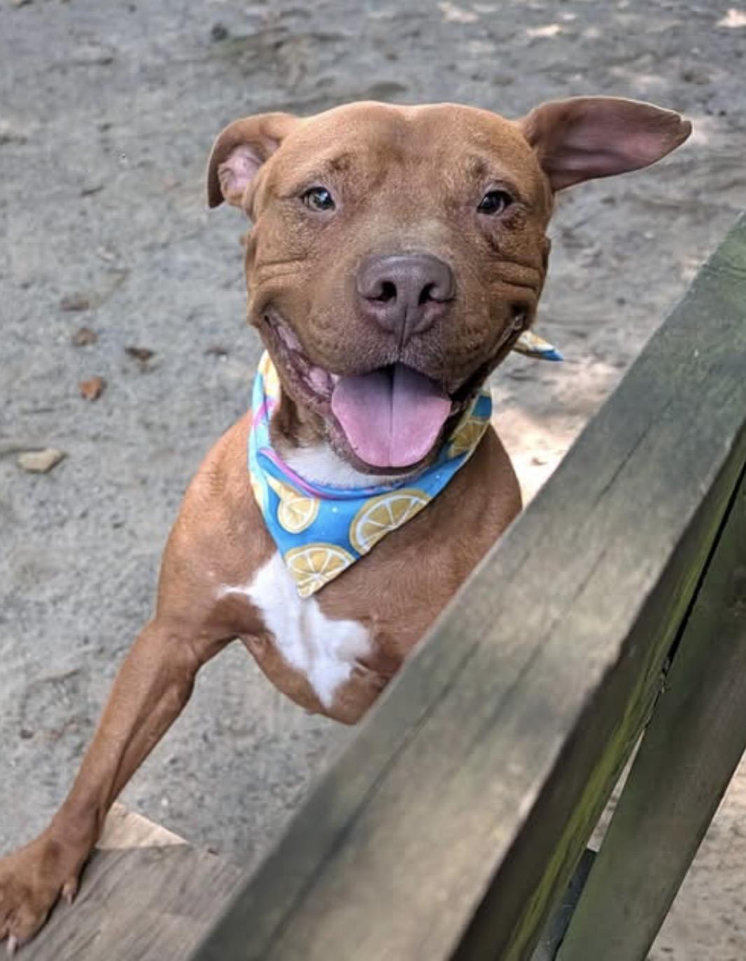 Enlarge Redford, a Adopted mixed breed in Heathsville, VA image 2/5