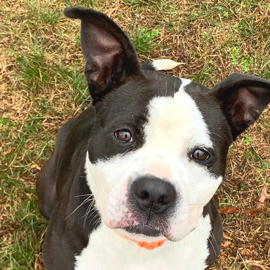 Georgia, a Adoptable Mixed Breed in Chattanooga, TN image 2/6