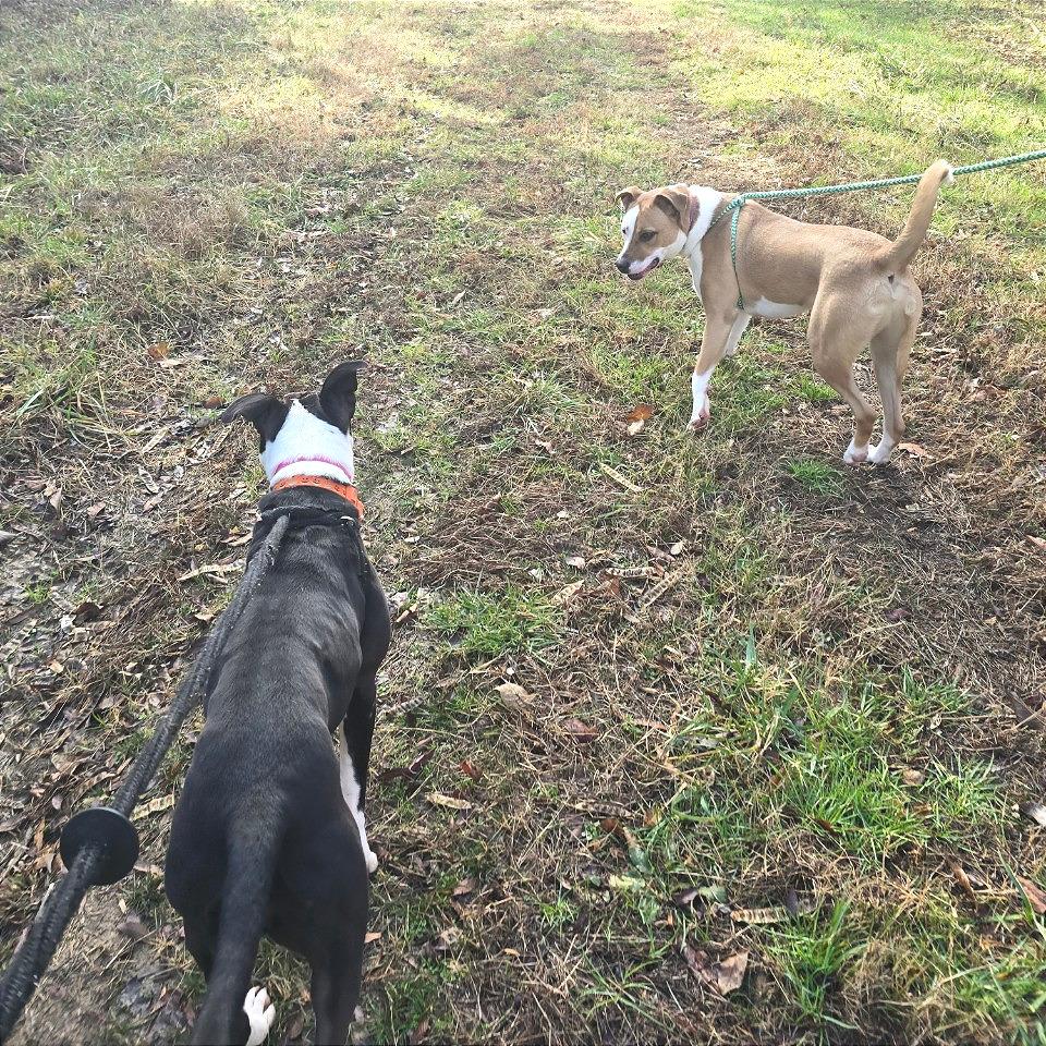 Georgia, a Adoptable Mixed Breed in Chattanooga, TN image 3/6