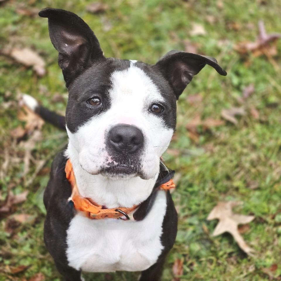Georgia, a Adoptable Mixed Breed in Chattanooga, TN image 4/6