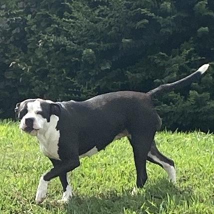 Georgia, a Adoptable Mixed Breed in Chattanooga, TN image 6/6
