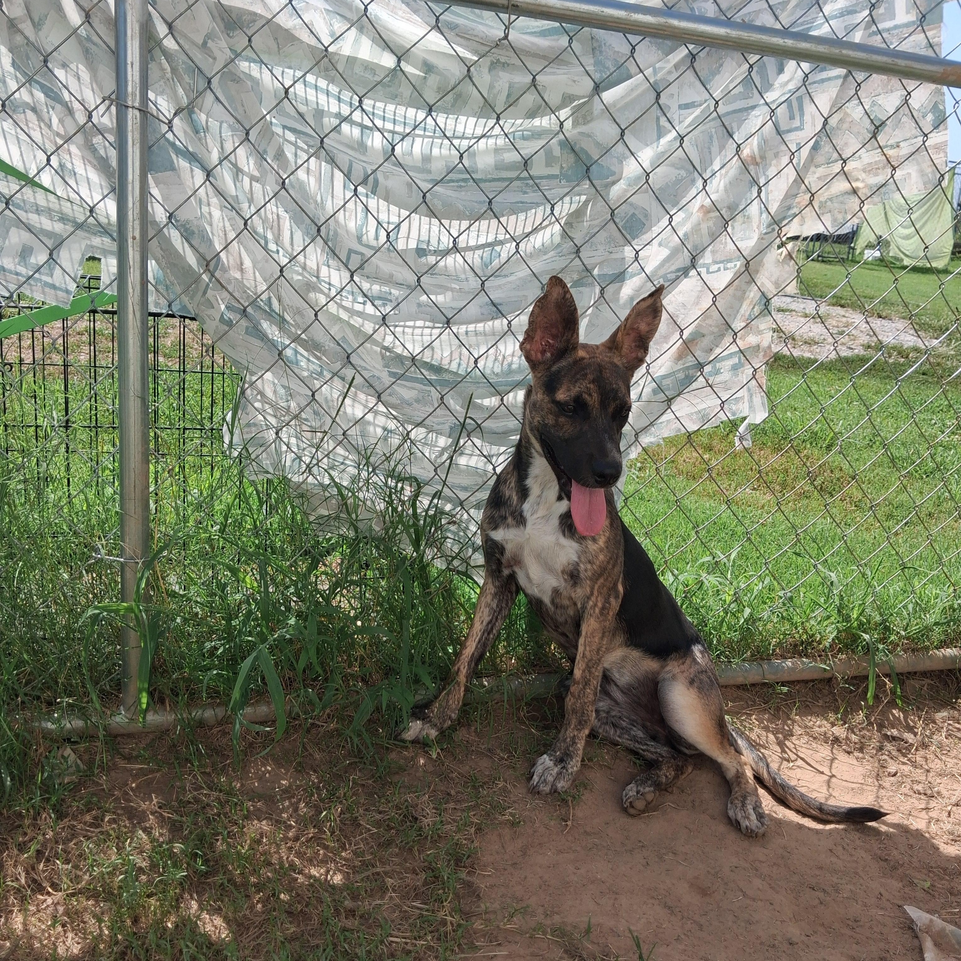 Enlarge Lilith, a Adoptable mixed breed in Manchester, NH image 3/4