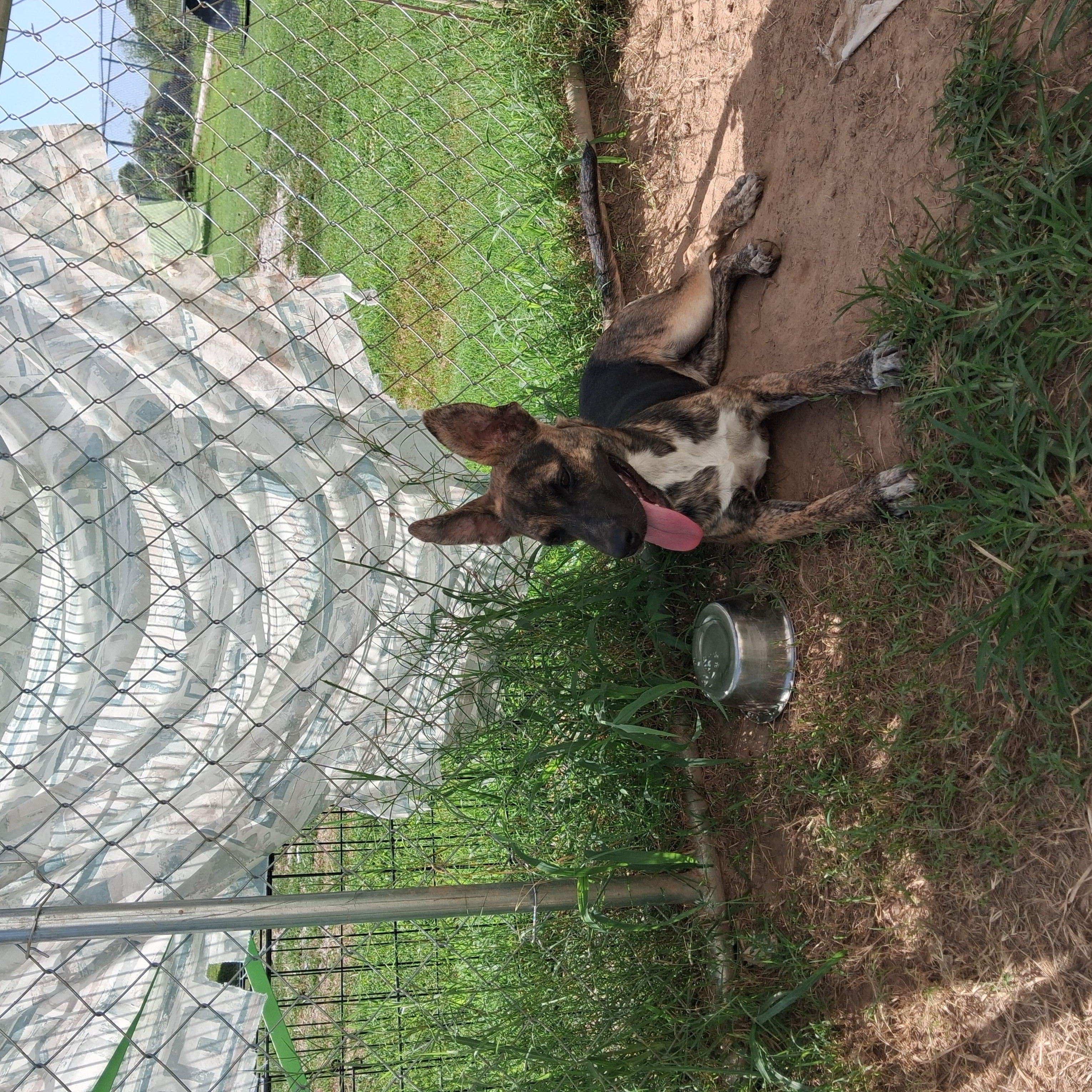 Enlarge Lilith, a Adoptable mixed breed in Manchester, NH image 2/4