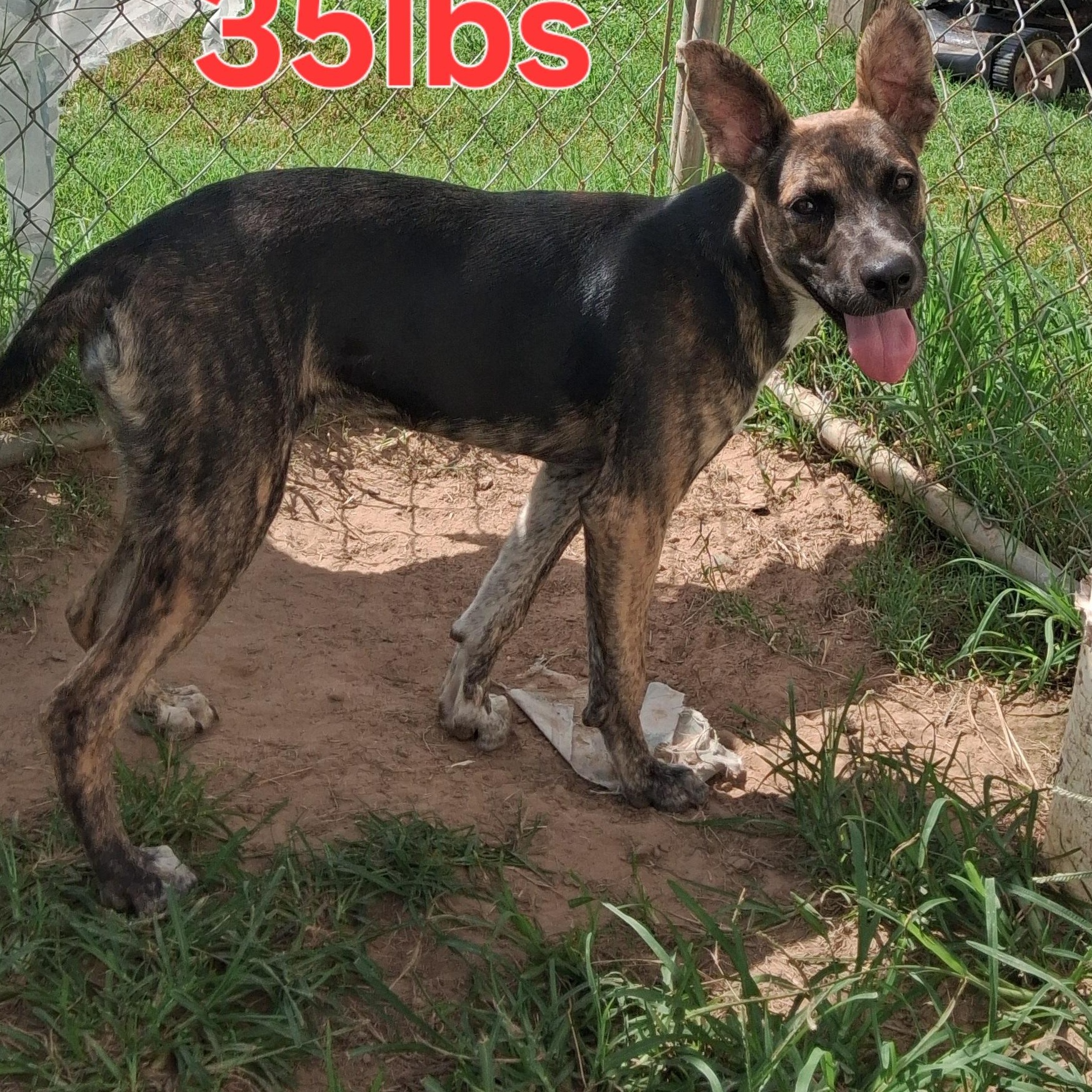 Lilith, Adoptable, Young Female German Shepherd Dog & Belgian Shepherd / Malinois.