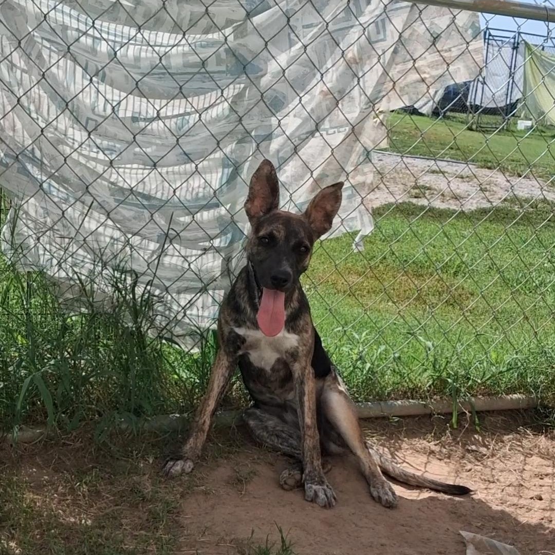 Enlarge Lilith, a Adoptable mixed breed in Manchester, NH image 4/4