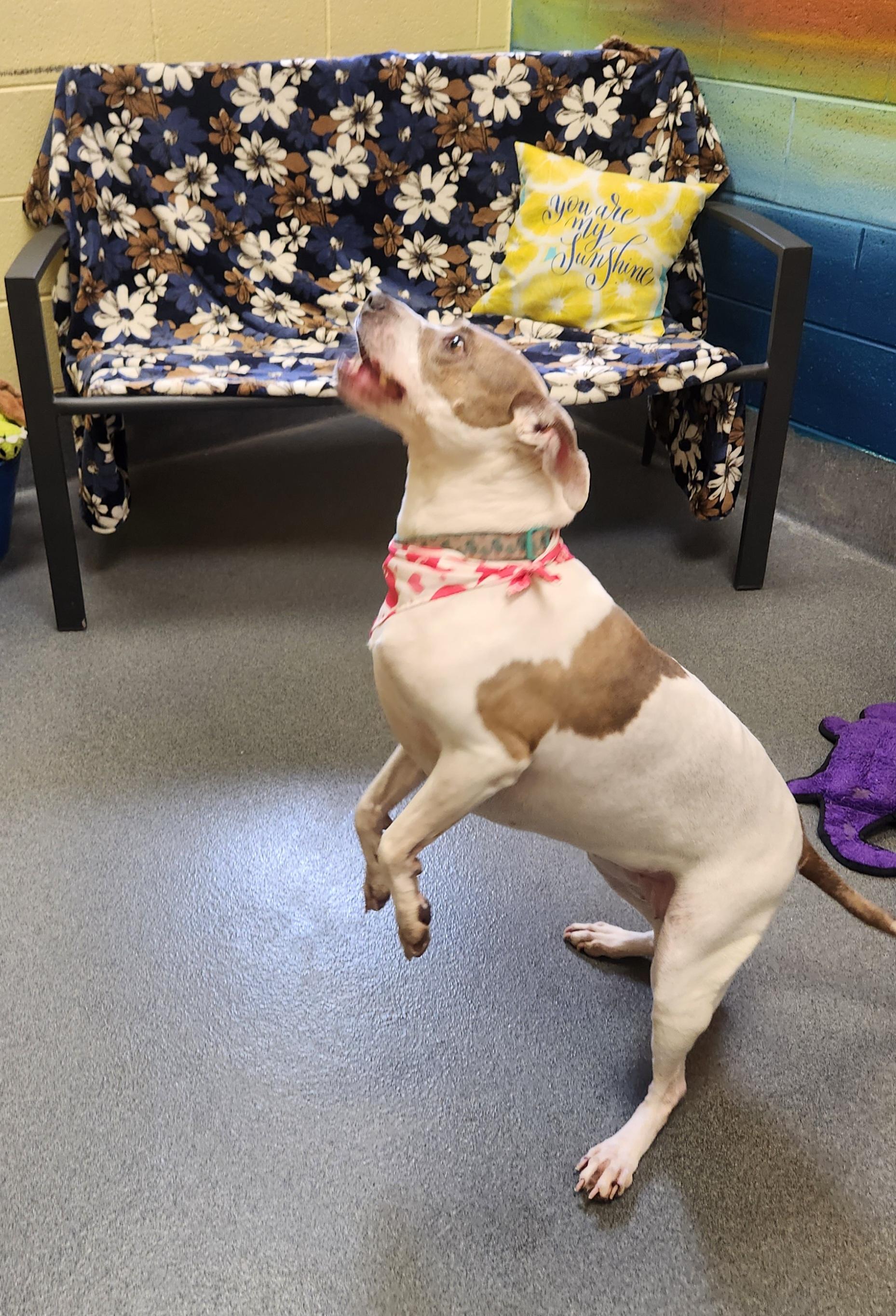 Enlarge Nala, a ADOPTABLE Pit Bull Terrier in Amherst, VA image 5/6