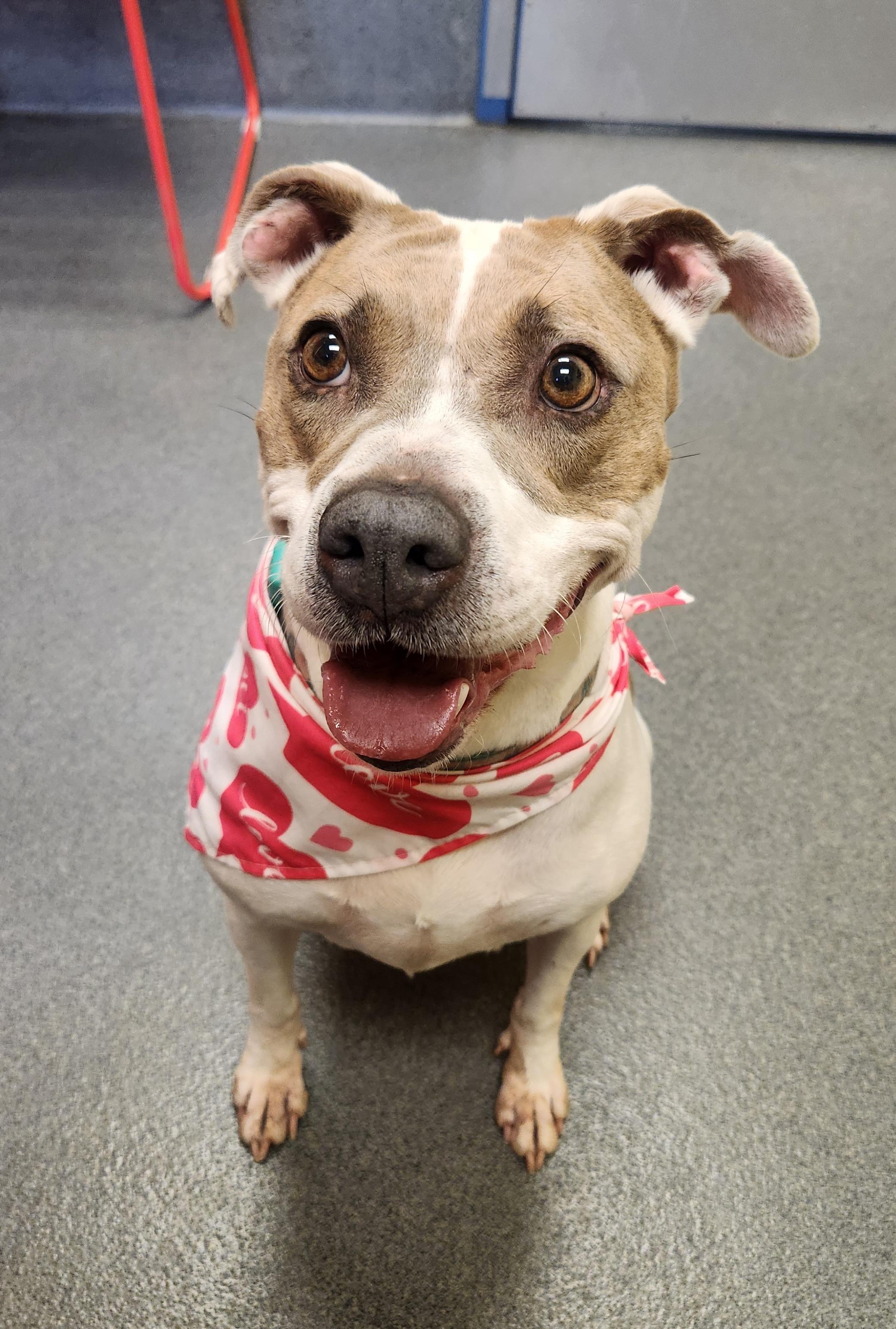 Enlarge Nala, a ADOPTABLE Pit Bull Terrier in Amherst, VA image 1/6
