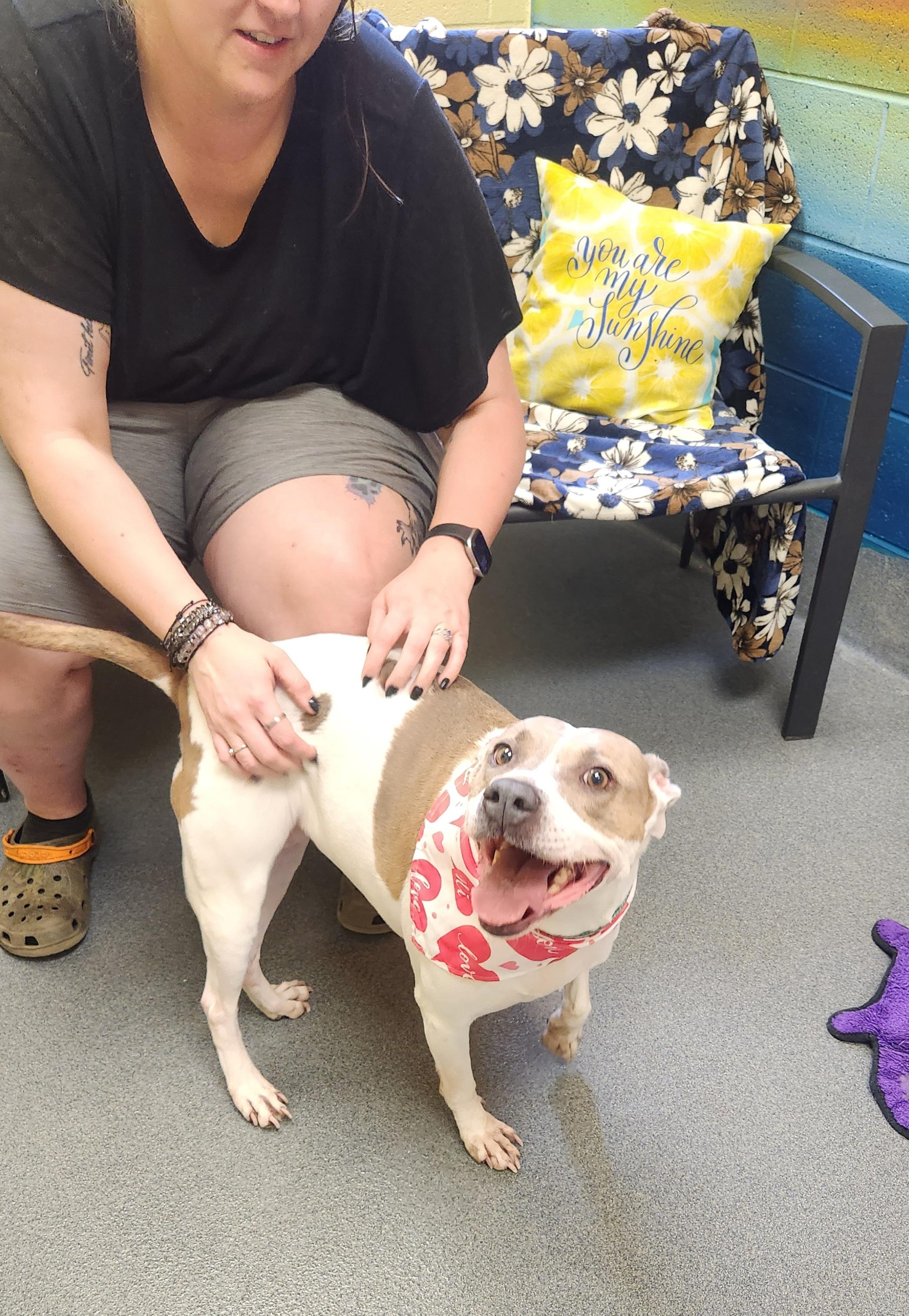 Enlarge Nala, a ADOPTABLE Pit Bull Terrier in Amherst, VA image 6/6