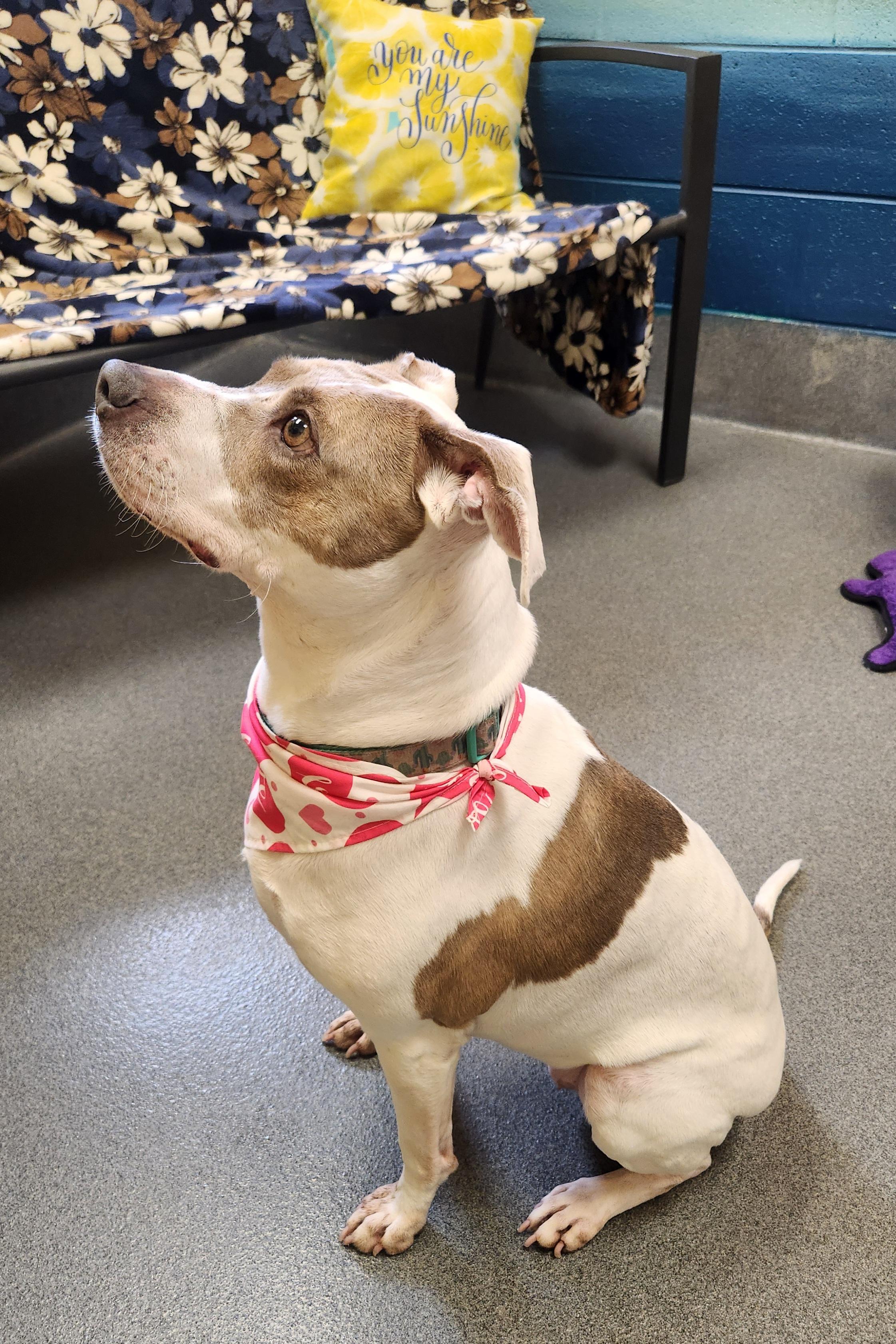 Enlarge Nala, a ADOPTABLE Pit Bull Terrier in Amherst, VA image 4/6