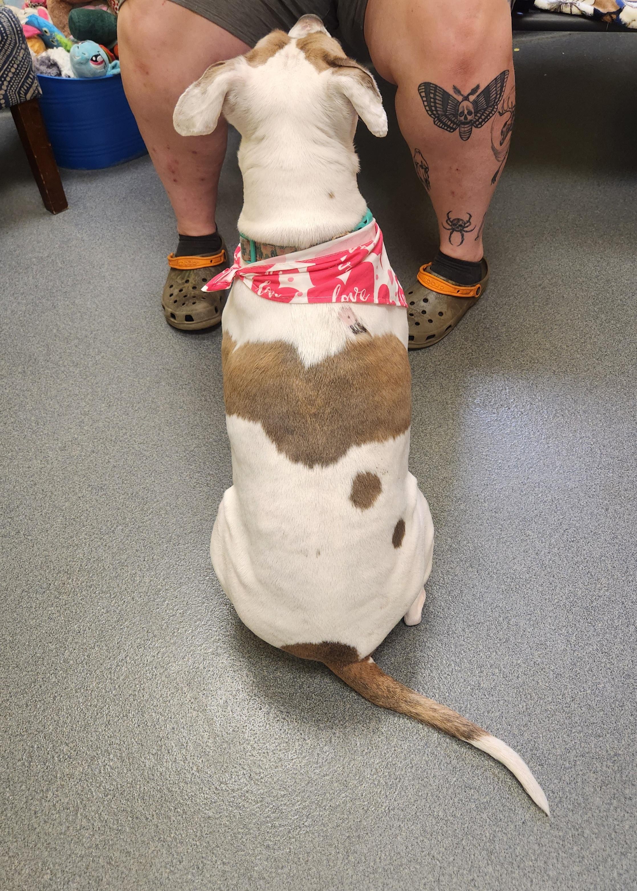 Enlarge Nala, a ADOPTABLE Pit Bull Terrier in Amherst, VA image 3/6