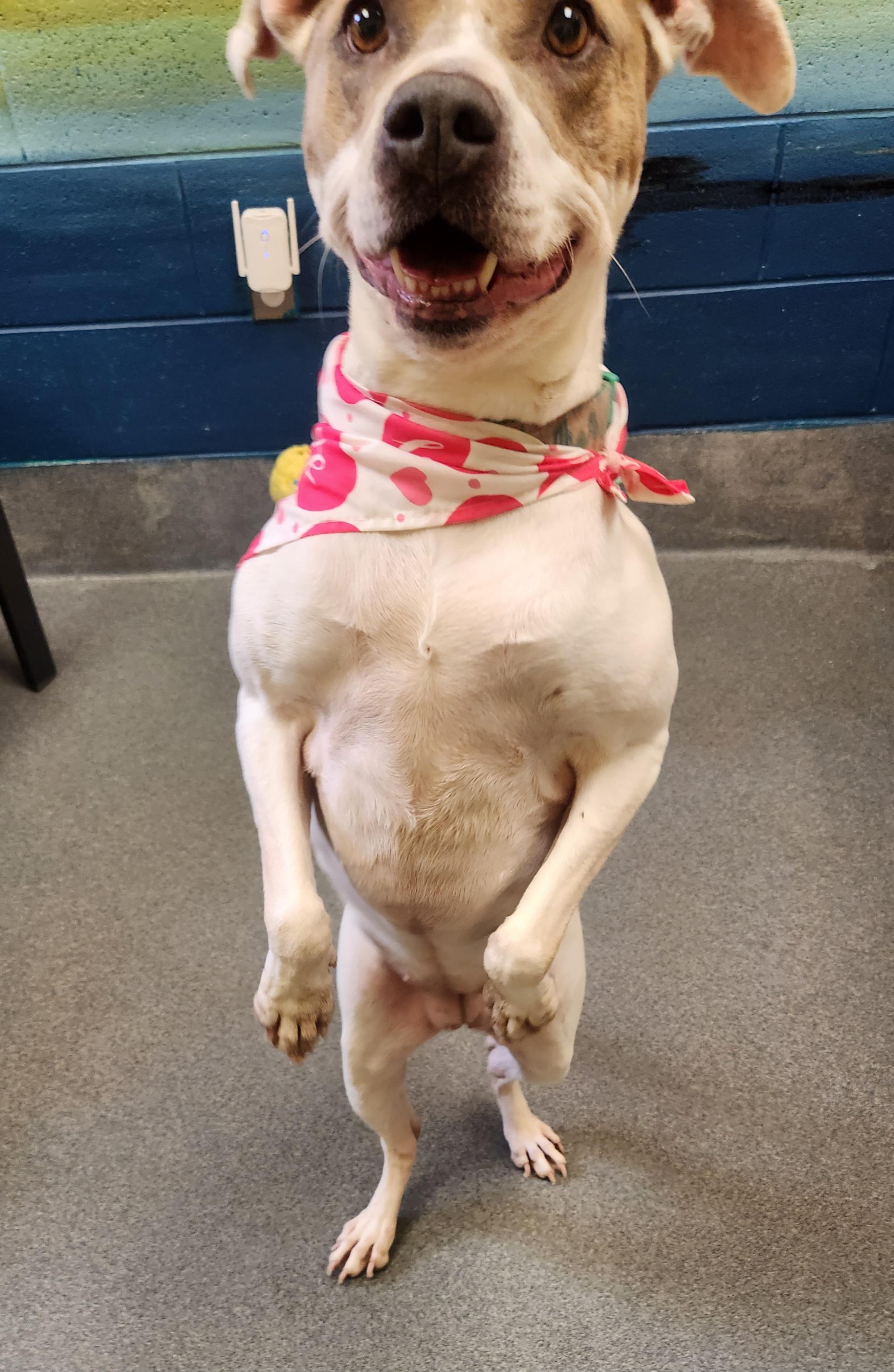 Enlarge Nala, a ADOPTABLE Pit Bull Terrier in Amherst, VA image 2/6