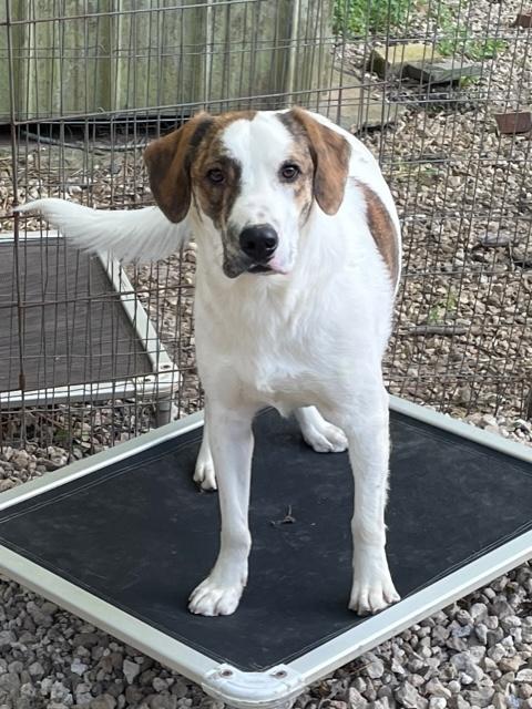 Enlarge Popeye, a Adoptable mixed breed in Cairo, GA image 1/3