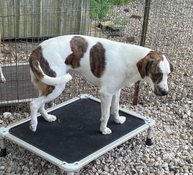 Enlarge Popeye, a Adoptable mixed breed in Cairo, GA image 3/3