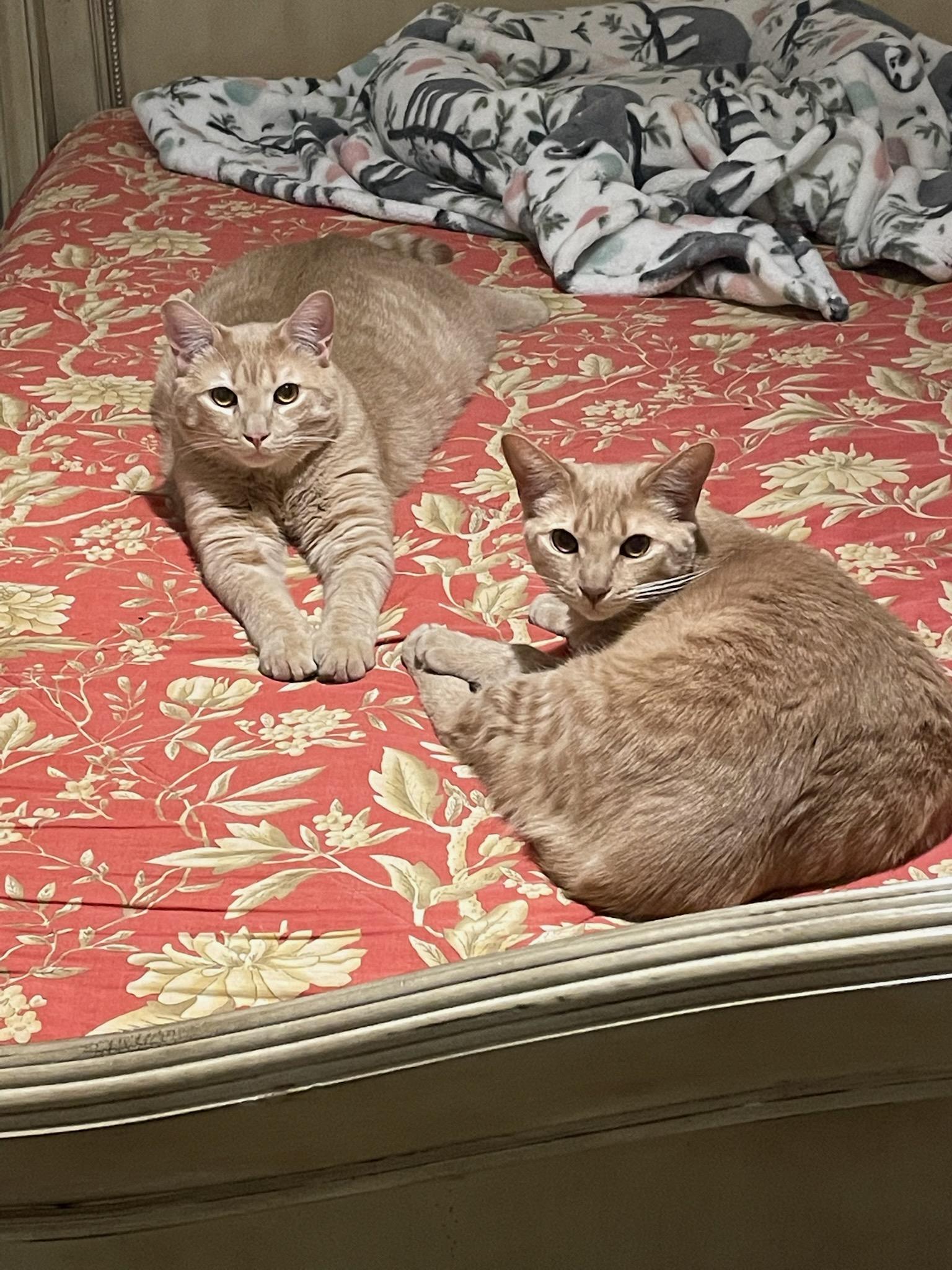 Ginger & Fiona — thumbnail 2