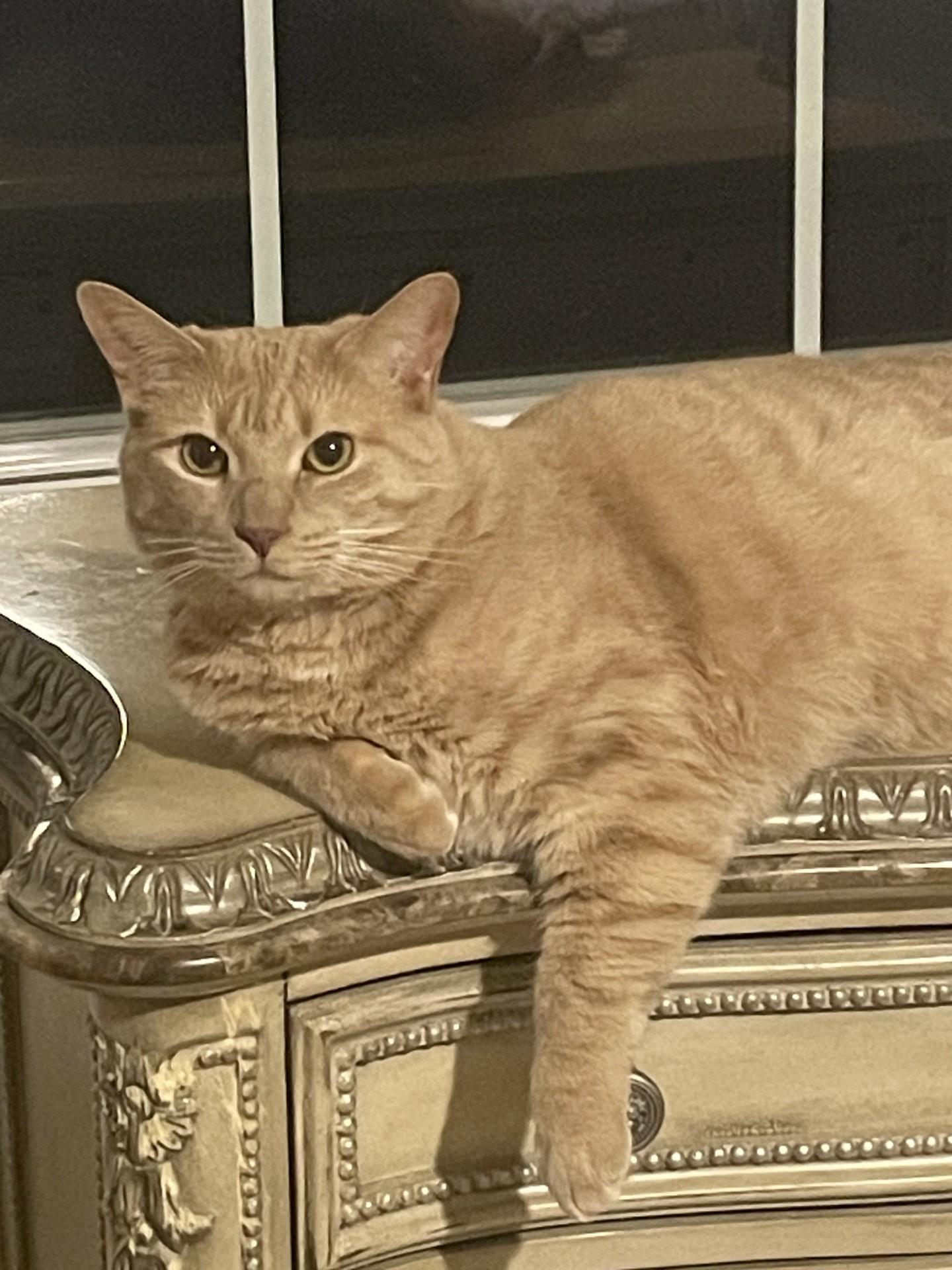 Ginger & Fiona — thumbnail 3