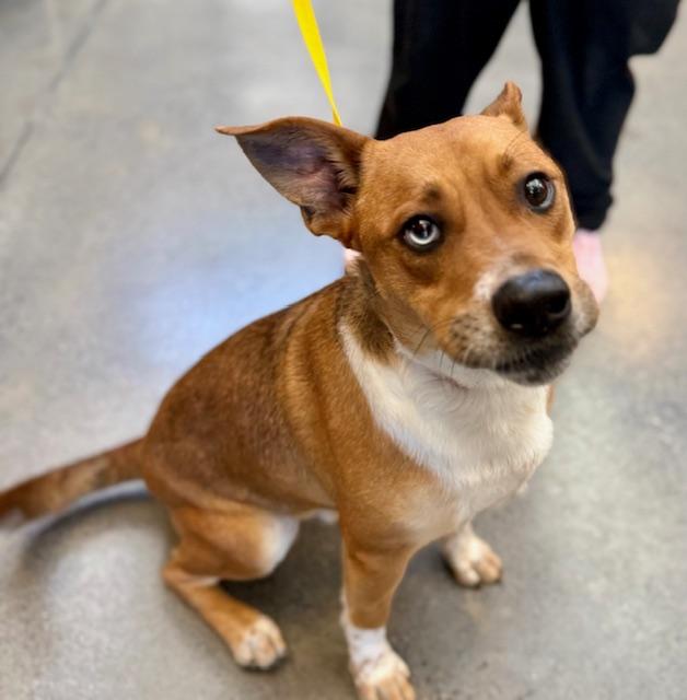 Dougie, ADOPTABLE, Young Male Basenji.