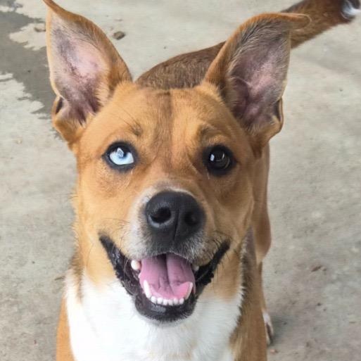 Dougie, a ADOPTABLE mixed breed in Manhasset, NY image 5/5