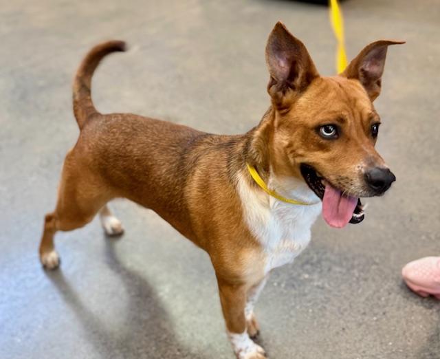 Dougie, a ADOPTABLE mixed breed in Manhasset, NY image 4/5