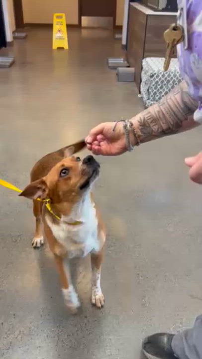 Enlarge Dougie, a ADOPTABLE mixed breed in Manhasset, NY video 3/5