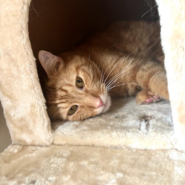 Enlarge Garrison, an adoptable Domestic Short Hair in Jersey City, NJ image 2/6