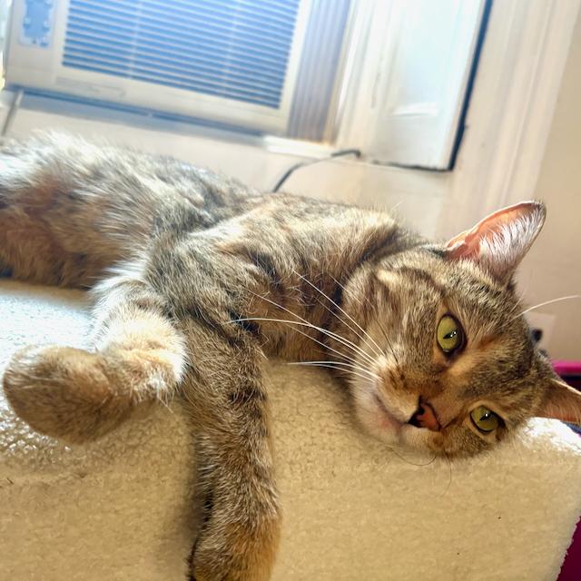 Enlarge Garrison, an adoptable Domestic Short Hair in Jersey City, NJ image 6/6