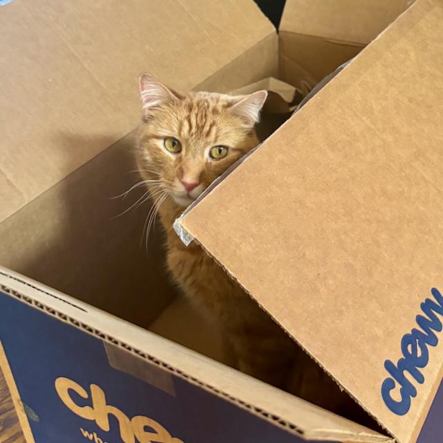 Enlarge Garrison, an adoptable Domestic Short Hair in Jersey City, NJ image 3/6