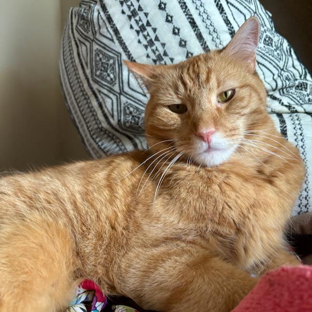 Enlarge Garrison, an adoptable Domestic Short Hair in Jersey City, NJ image 4/6