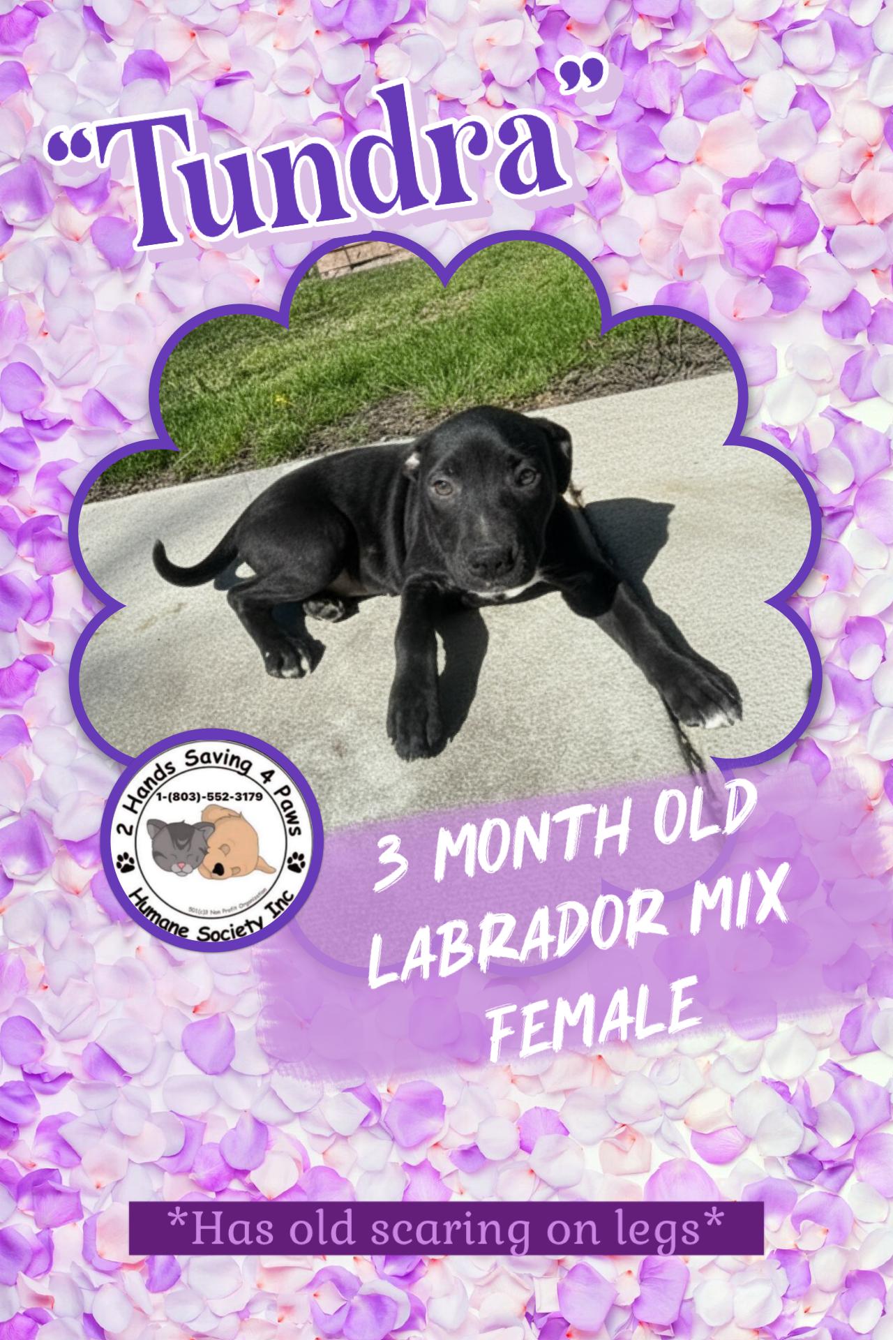 Tundra, Adoptable, Puppy Female Labrador Retriever.