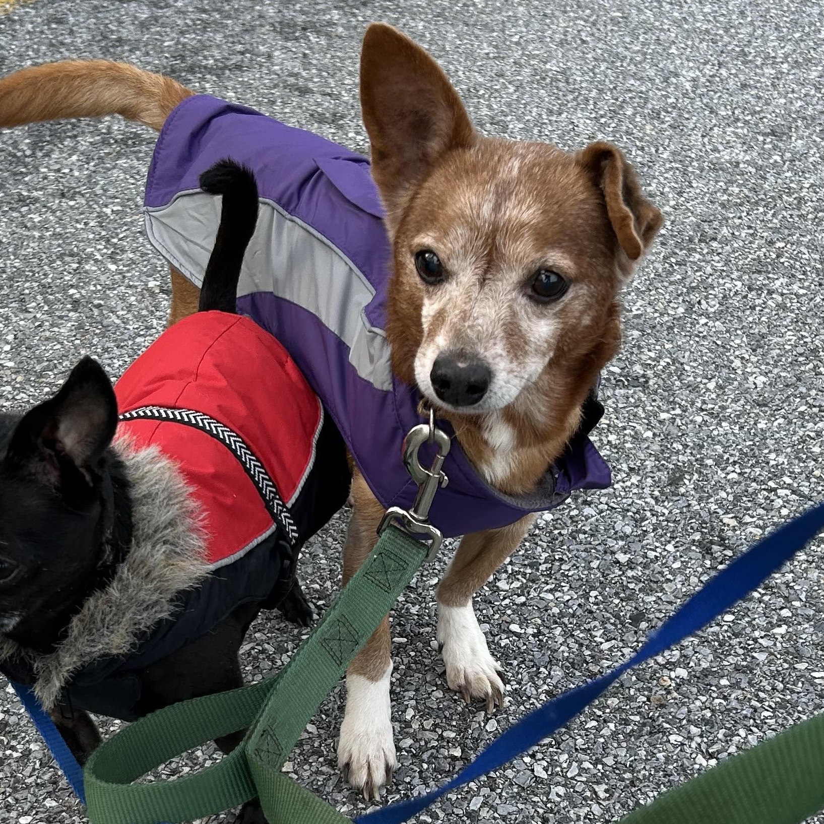 Enlarge Bear, a Adoptable mixed breed in West Grove, PA image 4/6