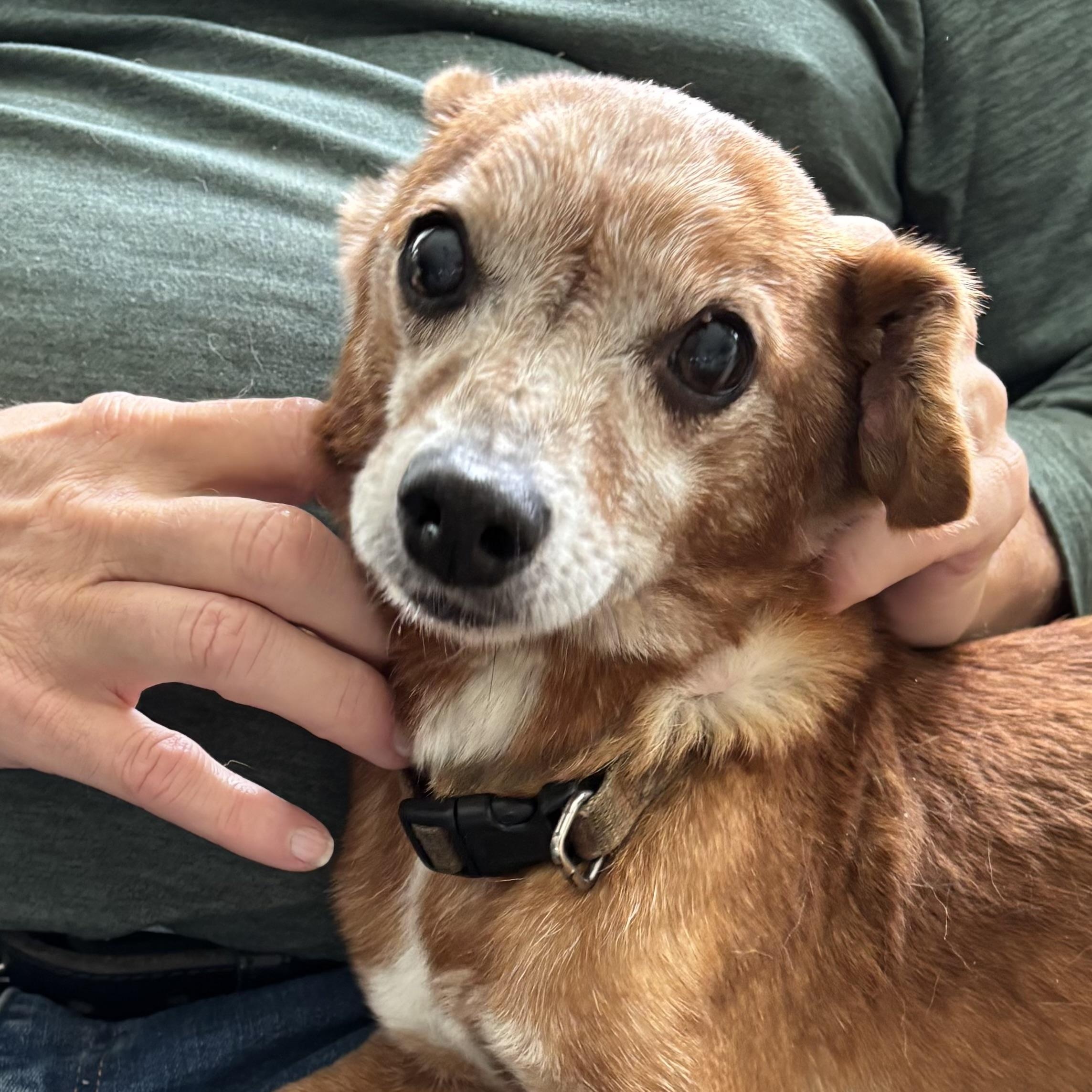 Enlarge Bear, a Adoptable mixed breed in West Grove, PA image 6/6