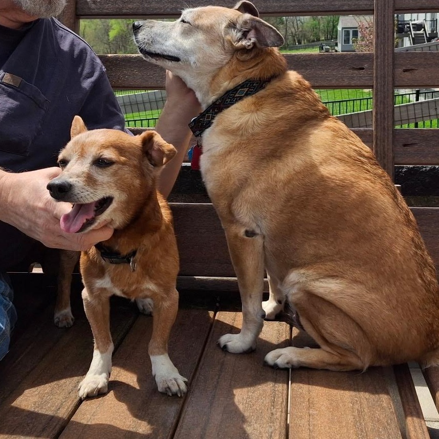Bear, Adoptable, Adult Male Chihuahua.