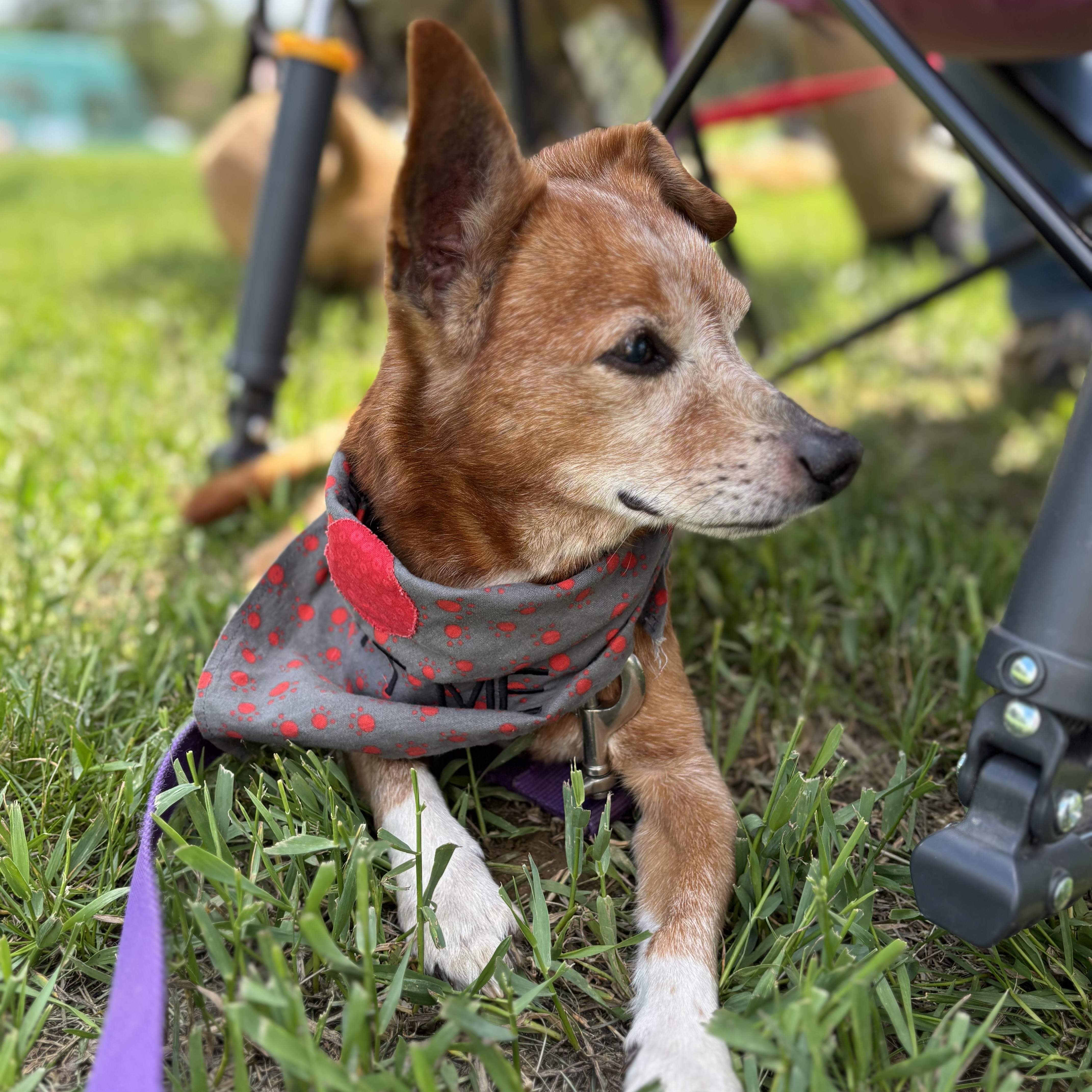 Enlarge Bear, a Adoptable mixed breed in West Grove, PA image 3/6