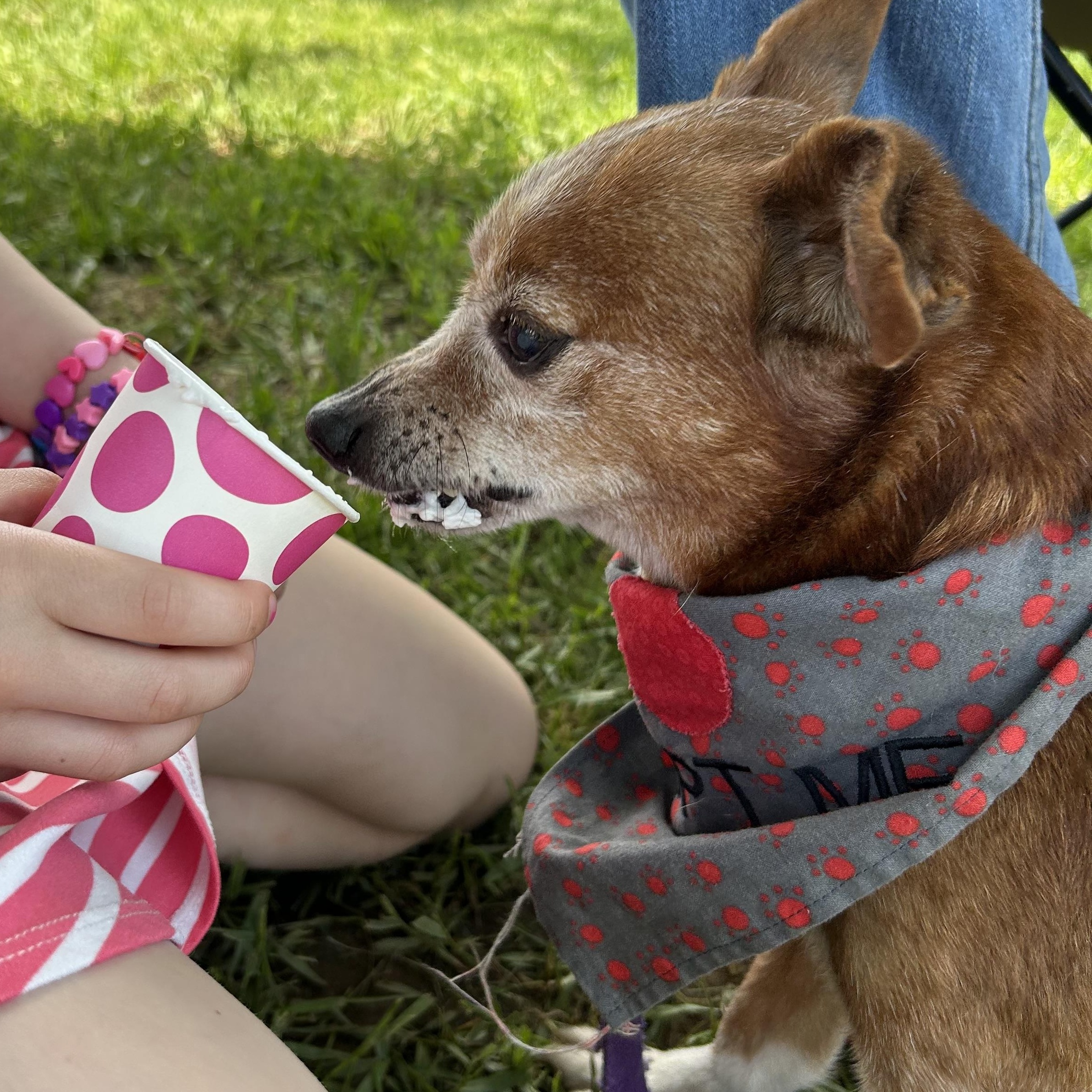 Enlarge Bear, a Adoptable mixed breed in West Grove, PA image 5/6